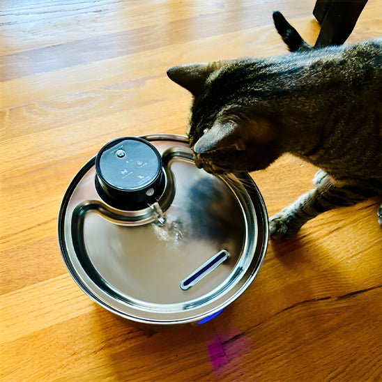 Vattenfontän för katt | Trådlös fontän